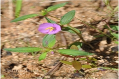 Osbeckia zeylanica